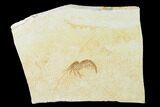Detailed, Fossil Shrimp (Antrimpos) - Solnhofen Limestone #143795-1